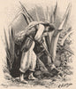 Pulquero. Pulque. Agave. Mexico 1885 old antique vintage print picture