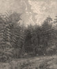 Landscape in south Guatemala - Bamboo Jungle. Central America 1885 old print