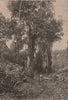 Honduras Scenery. Central America 1885 old antique vintage print picture