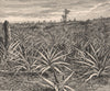 Plantation of Pineapples. Cuba 1885 old antique vintage print picture
