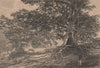 Ceiba trees near Bolivar, Venezuela 1885 old antique vintage print picture