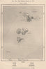 The Chincha Islands in 1856. Peru 1885 old antique vintage map plan chart