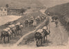 Mules Transporting minerals. Brazil 1885 old antique vintage print picture
