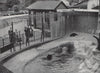 At the Zoo. E.O. HOPPÉ. London. Regent's Park 1930 old vintage print picture