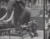 Main Hall, Natural History Museum, South Kensington . E.O. HOPPÉ. London 1930