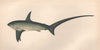 THRESHER SHARK. Alopias vulpinus, Fox Shark. Thrasher. COUCH. Fish 1862 print