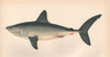 PORBEAGLE. Lamna nasus, mackerel shark. COUCH. Fish 1862 old antique print