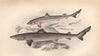 SCHOOL SHARK Galeorhinus galeus tope/toper/soupfin/snapper shark COUCH Fish 1862