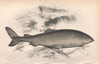 GREENLAND SHARK Somniosus microcephalus gurry shark, grey shark COUCH Fish 1862