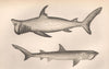 RASHLEIGH SHARK BROAD-HEADED GAZER Polyprosopus Rashleighanus COUCH Fish 1862