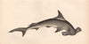 HAMMERHEAD SHARK. Balance Fish. COUCH 1862 old antique vintage print picture