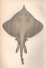 LONG-NOSED SKATE Dipturus oxyrinchus Burton skate White Skate COUCH Fish 1862
