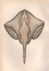 SMALLEYED RAY. Painted Ray, Raja microocellata. COUCH. Fish 1862 old print