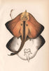 BOTTLENOSE SKATE Rostroraja alba Spearnose Skate White Skate COUCH Fish 1862