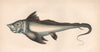 RABBIT FISH. Chimaera monstrosa, Rat Fish, Arctic Chimaera. COUCH 1862 print