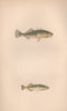 THREE & NINE-SPINED STICKLEBACK. Gasterosteus aculeatus. COUCH. Fish 1862