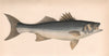 SEA BASS. Dicentrarchus labrax, loup, seabass. COUCH. Fish 1862 old print