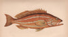 COMBER. Smooth Serranus; Serranus Cabrilla. COUCH. Fish 1862 old antique print