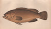 DUSKY PERCH Serranus gigas Holocentrus Merou Perca robusta/gigas COUCH Fish 1862
