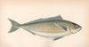 BOOPS BOOPS. Bogue seabream. Box. Oxeye. Le Spare Bague. COUCH. Fish 1862