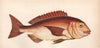 GILT-HEAD. Sparus aurata. COUCH. Fish 1862 old antique vintage print picture