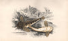 MILLER'S THUMB. River Bullhead, Cottus Gobio, Cotte Chabot. COUCH. Fish 1862