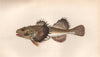 FOUR-HORNED COTTUS. Cottus Quadricornis, Cotte Quotrecornis. COUCH. Fish 1862