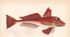 ELLECK. Red-Fish. Soldier. Red Gurnard. Rotchet; Trigla cuculus. COUCH 1862