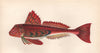 STREAKED GURNARD. Trigloporus lastoviza. COUCH. Fish 1862 old antique print