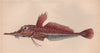 ARMED GURNARD. Peristedion cataphractum. COUCH. Fish 1862 old antique print