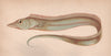 LARGE HAIRTAIL. Trichiurus Lepturus Beltfish Bladefish Cutlassfish. COUCH 1862