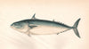 PLAIN BONITO. Scomber de Laroche/Rochei/bisus, Auxis Vulgaris. COUCH. Fish 1862