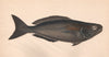 BLACK RUFF. Centrolophus niger, Pompilus, Blackfish. COUCH 1862 old print