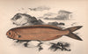 CORNISH BLACKFISH. Schedophilus medusophagus, Cornish Centrolophus. COUCH 1862