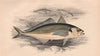 ATLANTIC HORSE MACKEREL Trachurus trachurus Scad crake-herring COUCH Fish 1862