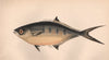 DERBIO. Pompano, Trachinotus ovatus. COUCH. Fish 1862 old antique print