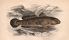 ROCK GOBY Miller's Thumb Black Goby Gobius niger Gobie Boulerot COUCH Fish 1862