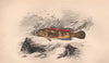 ROCK GOBY. Gobius paganellus. COUCH. Fish 1862 old antique print picture