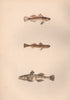 SLEEPY, TAIL-SPOTTED & SANDY GOBY. Pomatoschistus minutus. COUCH. Fish 1862
