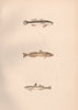 SPECKLED TRANSPARENT/SLENDER GOBY Gobius rhodopterus/pellucidus COUCH Fish 1862