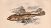 DUSKY SCULPIN. Sordid Dragonet, Icelinus burchami. COUCH. Fish 1862 old print