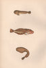 MONTAGU'S SEA SNAIL NETWORK SUCKER Liparis Montagui male/female COUCH Fish 1862
