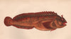 GATTORUGINE. Blennius Gattorugine, Blennie, Blennius fasciatus. COUCH. Fish 1862