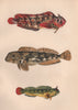 BLENNOID FISH; SHANNY; MONTAGU'S BLENNY. Lipophrys pholis. COUCH 1862 print