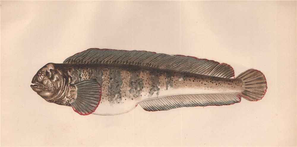Couch's Fishes of the British Islands – Antiquemapsandprints.com