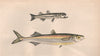 MEDITERRANEAN SAND SMELT. Atherina Hepsetus, Siouclet, Guid. COUCH. Fish 1862