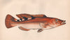 THREE-SPOTTED WRASSE Labrus mixtus Cuckoo Wrasse Labrus carneus COUCH Fish 1862