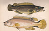 SCALE-RAYED WRASSE. Acantholabrus palloni. COUCH. Fish 1862 old antique print
