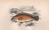 ROCK COOK. Small-mouthed Wrasse, Centrolabrus exoletus. COUCH. Fish 1862 print