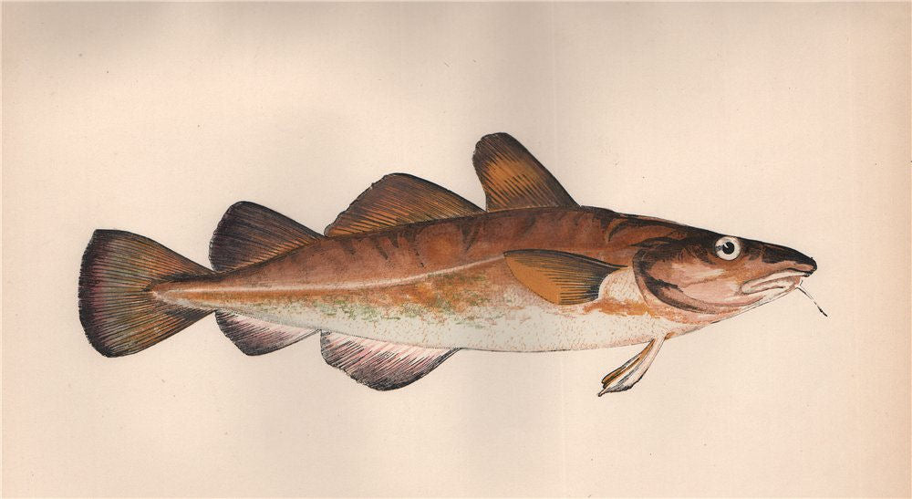 Couch's Fishes of the British Islands – Antiquemapsandprints.com